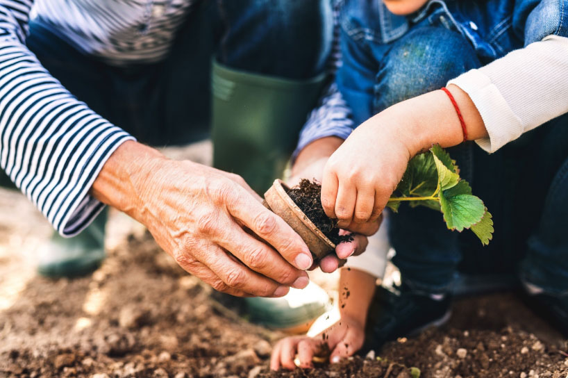 Une personne âgée met en terre un planton de fraise avec un enfant.